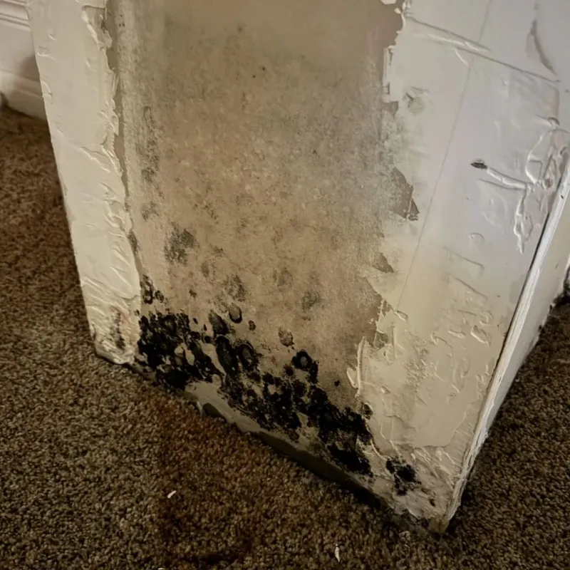 Professional Mold Removal in Pawhuska, OK
